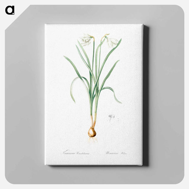 アートパネル-Narcissus candidissimus - ピエール ジョゼフ ルドゥーテ Canvas.