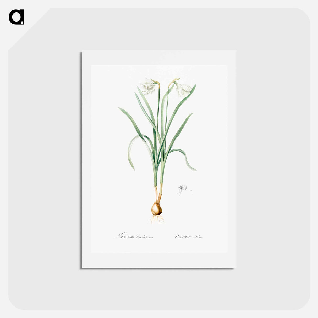 アートポストカード-Narcissus candidissimus - ピエール ジョゼフ ルドゥーテ Postcard.
