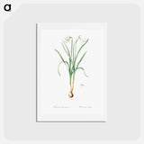 アートポストカード-Narcissus candidissimus - ピエール ジョゼフ ルドゥーテ Postcard.