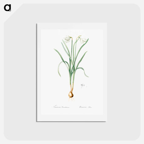 アートポストカード-Narcissus candidissimus - ピエール ジョゼフ ルドゥーテ Postcard.
