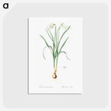 アートポストカード-Narcissus candidissimus - ピエール ジョゼフ ルドゥーテ Postcard.