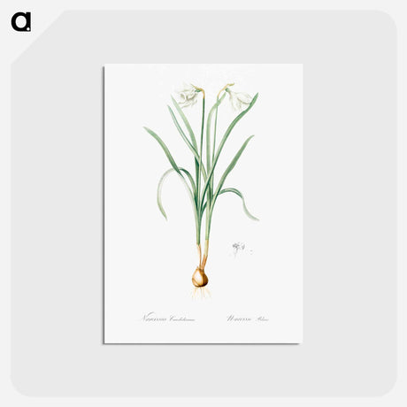 アートポストカード-Narcissus candidissimus - ピエール ジョゼフ ルドゥーテ Postcard.