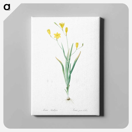 アートパネル-Ixia bulbifera illustration - ピエール ジョゼフ ルドゥーテ Canvas.