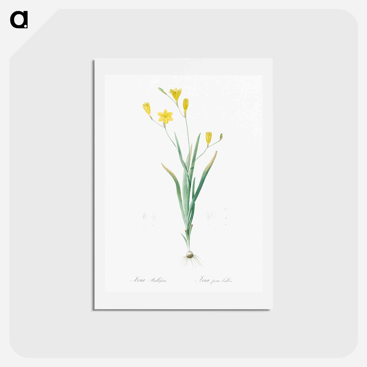 アートポストカード-Ixia bulbifera illustration - ピエール ジョゼフ ルドゥーテ Postcard.
