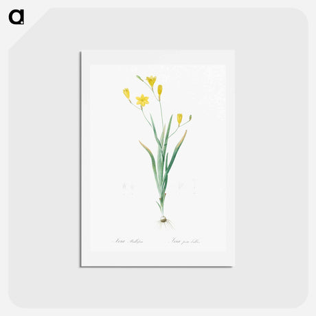 アートポストカード-Ixia bulbifera illustration - ピエール ジョゼフ ルドゥーテ Postcard.