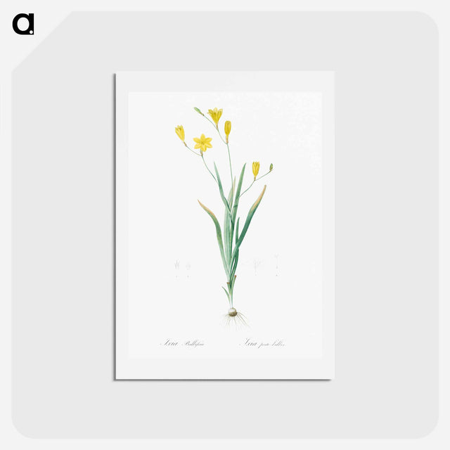 アートポストカード-Ixia bulbifera illustration - ピエール ジョゼフ ルドゥーテ Postcard.