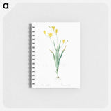 Ixia bulbifera illustration - ピエール ジョゼフ ルドゥーテ Memo.