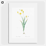 Ixia bulbifera illustration - Pierre Joseph Redouté Poster.