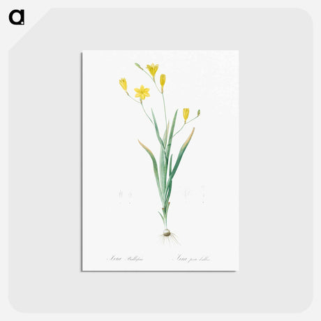 アートポストカード-Ixia bulbifera illustration - ピエール ジョゼフ ルドゥーテ Postcard.