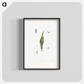 アートポスター-Flowers set from La Botanique de J. J. Rousseau - ピエール ジョゼフ ルドゥーテ Poster.