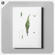 アートパネル-Flowers set from La Botanique de J. J. Rousseau - ピエール ジョゼフ ルドゥーテ Canvas.