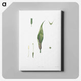 アートパネル-Flowers set from La Botanique de J. J. Rousseau - ピエール ジョゼフ ルドゥーテ Canvas.