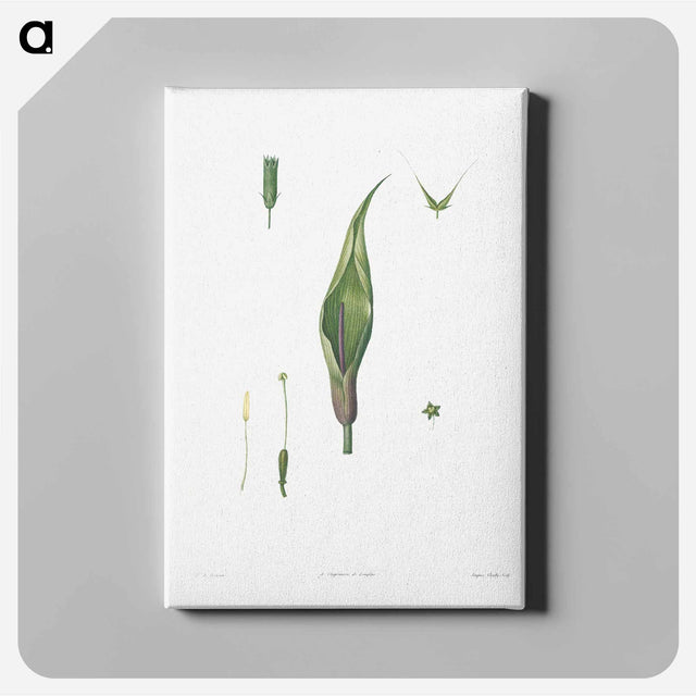 アートパネル-Flowers set from La Botanique de J. J. Rousseau - ピエール ジョゼフ ルドゥーテ Canvas.