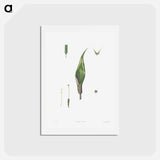 アートポストカード-Flowers set from La Botanique de J. J. Rousseau - ピエール ジョゼフ ルドゥーテ Postcard.