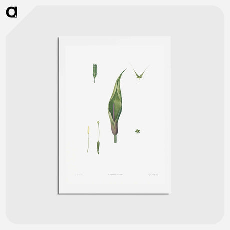 アートポストカード-Flowers set from La Botanique de J. J. Rousseau - ピエール ジョゼフ ルドゥーテ Postcard.