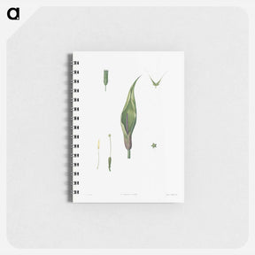 アートメモ帳-Flowers set from La Botanique de J. J. Rousseau - ピエール ジョゼフ ルドゥーテ Memo.