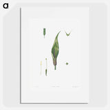 Flowers set from La Botanique de JJ Rousseau - Pierre Joseph Redouté Poster.