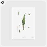 アートポストカード-Flowers set from La Botanique de J. J. Rousseau - ピエール ジョゼフ ルドゥーテ Postcard.