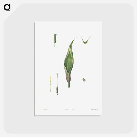 アートポストカード-Flowers set from La Botanique de J. J. Rousseau - ピエール ジョゼフ ルドゥーテ Postcard.