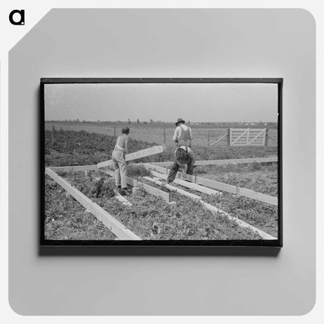 アートパネル-Cutting Alfalfa
 - ラッセル リー Canvas.