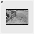 アートポストカード-Cutting Alfalfa
 - ラッセル リー Postcard.