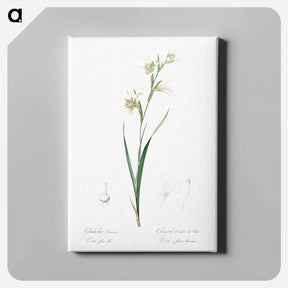 アートパネル-Painted lady illustration from Les liliacées - ピエール ジョゼフ ルドゥーテ Canvas.