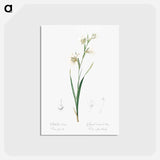 アートポストカード-Painted lady illustration from Les liliacées - ピエール ジョゼフ ルドゥーテ Postcard.