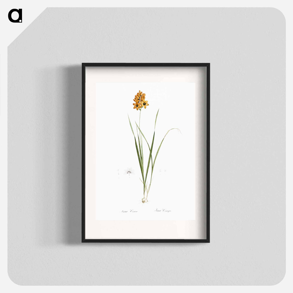Ixia conica illustration - Pierre Joseph Redouté Poster.