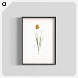 Ixia conica illustration - Pierre Joseph Redouté Poster.