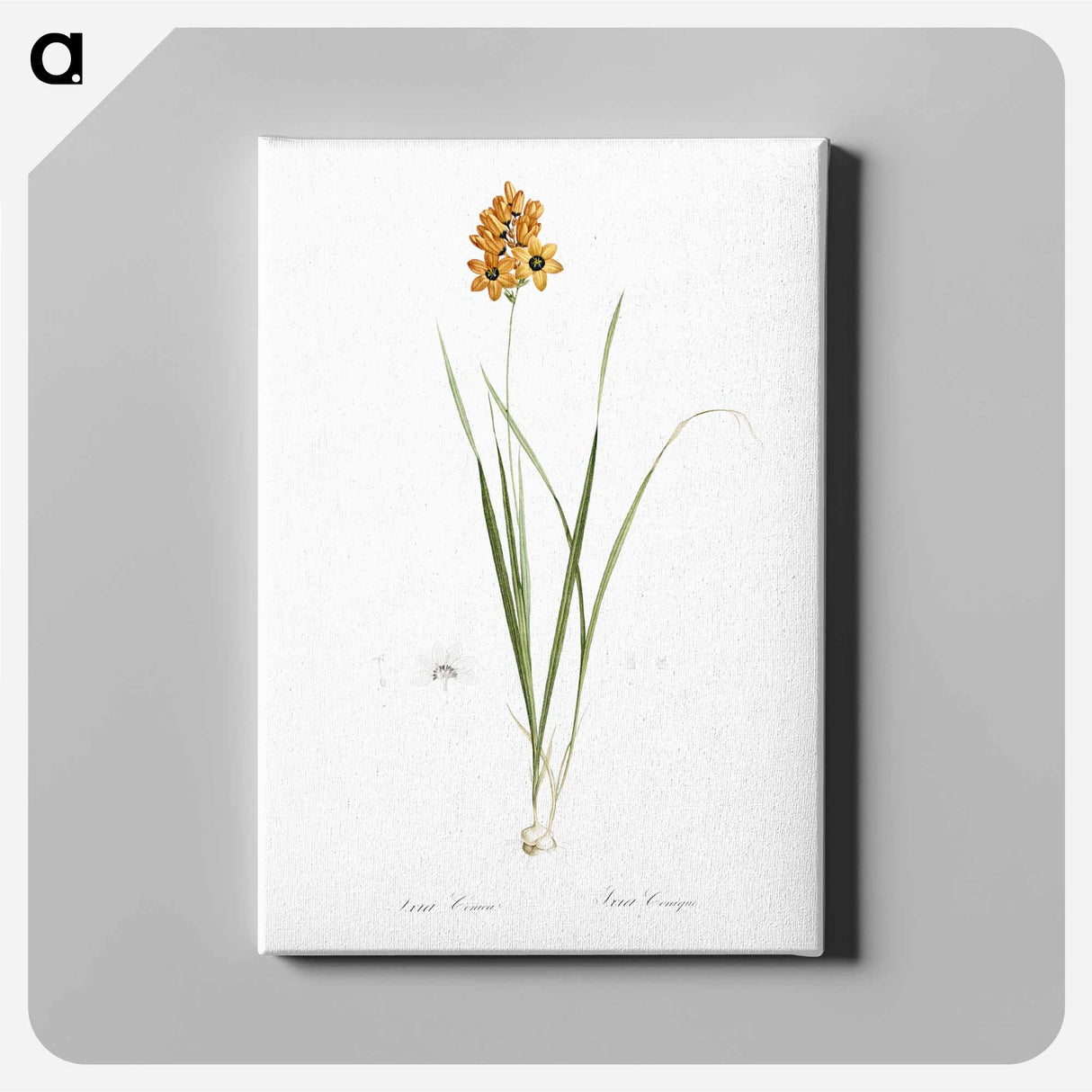 アートパネル-Ixia conica illustration - ピエール ジョゼフ ルドゥーテ Canvas.