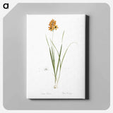 アートパネル-Ixia conica illustration - ピエール ジョゼフ ルドゥーテ Canvas.