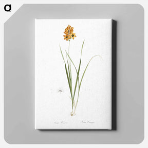 アートパネル-Ixia conica illustration - ピエール ジョゼフ ルドゥーテ Canvas.