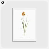 アートポストカード-Ixia conica illustration - ピエール ジョゼフ ルドゥーテ Postcard.