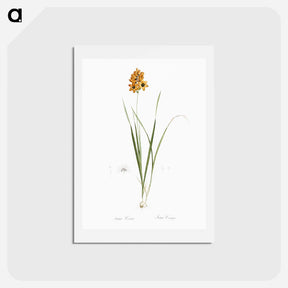 アートポストカード-Ixia conica illustration - ピエール ジョゼフ ルドゥーテ Postcard.
