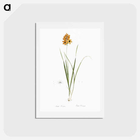 アートポストカード-Ixia conica illustration - ピエール ジョゼフ ルドゥーテ Postcard.