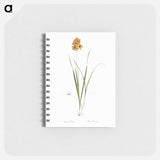 Ixia conica illustration - ピエール ジョゼフ ルドゥーテ Memo.