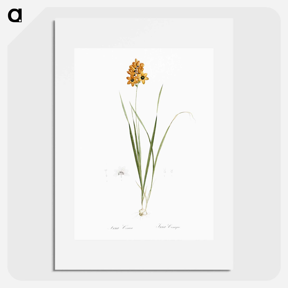 Ixia conica illustration - Pierre Joseph Redouté Poster.