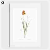 Ixia conica illustration - Pierre Joseph Redouté Poster.
