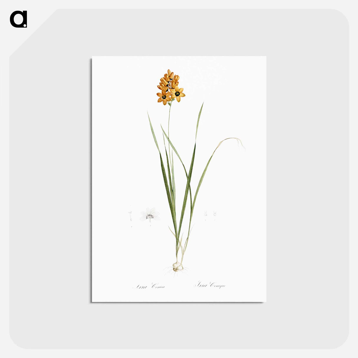アートポストカード-Ixia conica illustration - ピエール ジョゼフ ルドゥーテ Postcard.