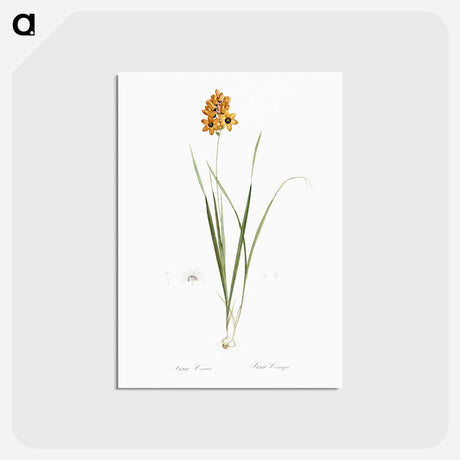 アートポストカード-Ixia conica illustration - ピエール ジョゼフ ルドゥーテ Postcard.