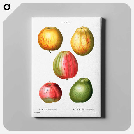 アートパネル-Apple - ピエール ジョゼフ ルドゥーテ Canvas.
