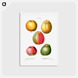 アートポストカード-Apple - ピエール ジョゼフ ルドゥーテ Postcard.