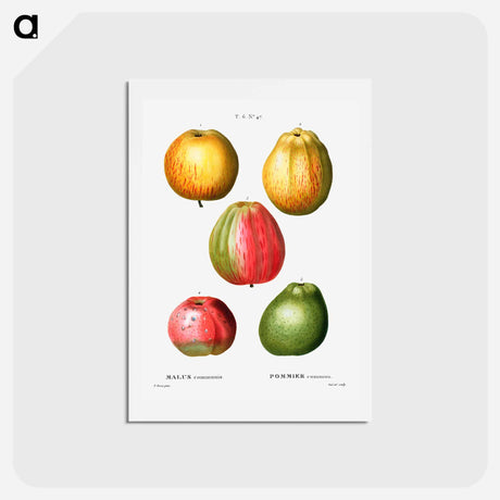 アートポストカード-Apple - ピエール ジョゼフ ルドゥーテ Postcard.