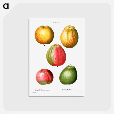 アートポストカード-Apple - ピエール ジョゼフ ルドゥーテ Postcard.