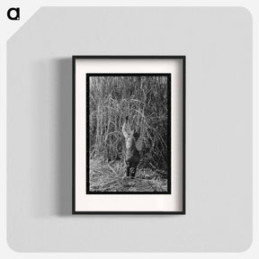 アートポスター-Sugarcane Field, Louisiana
 - ラッセル リー Poster.