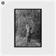 アートポストカード-Sugarcane Field, Louisiana
 - ラッセル リー Postcard.
