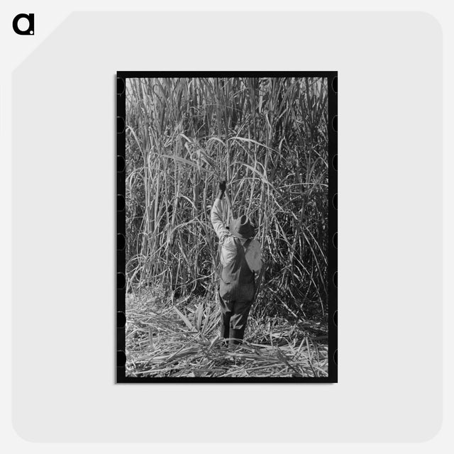 アートポストカード-Sugarcane Field, Louisiana
 - ラッセル リー Postcard.