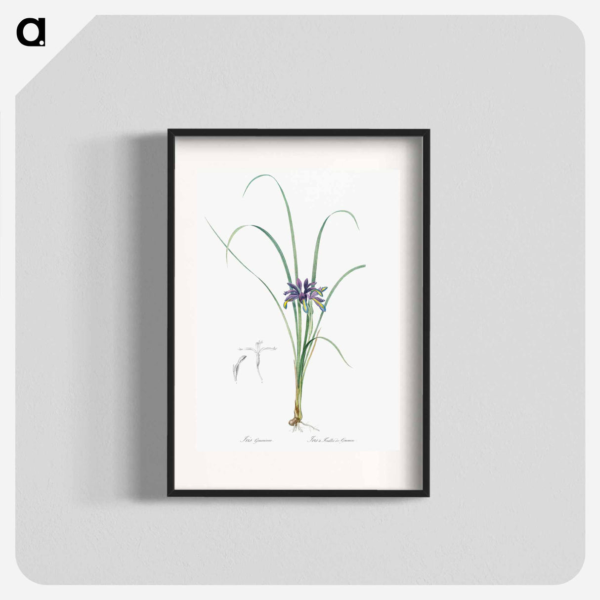 Grass leaved iris illustration - ピエール ジョゼフ ルドゥーテ Poster.