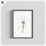 Grass leaved iris illustration - ピエール ジョゼフ ルドゥーテ Poster.