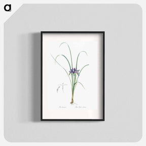 アートポスター-Grass leaved iris illustration - ピエール ジョゼフ ルドゥーテ Poster.